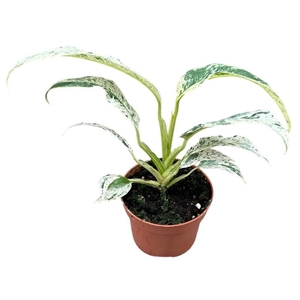 Overig planten Rhaphidophora Puberula Variegata