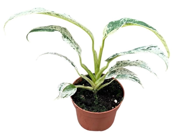 <h4>Overig planten Rhaphidophora Puberula Variegata</h4>