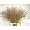 Panicum Kl Bh Apricot