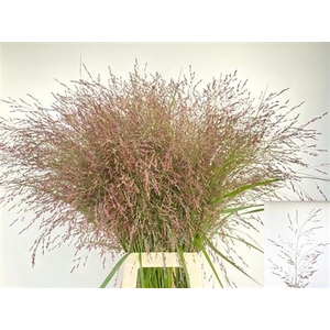 Panicum Kl Bh Bordeaux