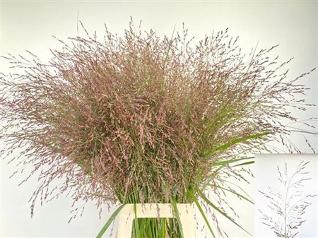 <h4>Panicum Kl Bh Licht Roze</h4>