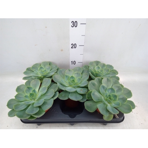 Echeveria  'Fora'