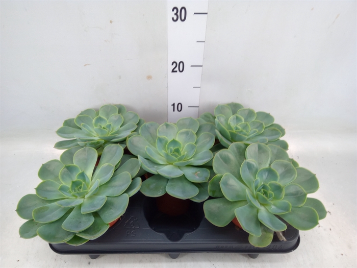 <h4>Echeveria  'Fora'</h4>