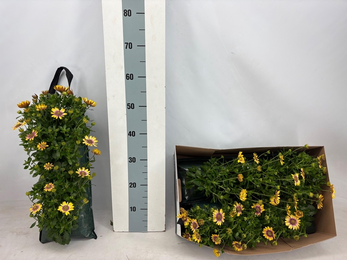 <h4>OSTEO SENORI KIKI</h4>