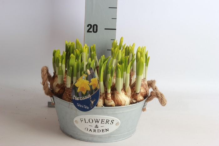 <h4>ARR NARCISSUS</h4>