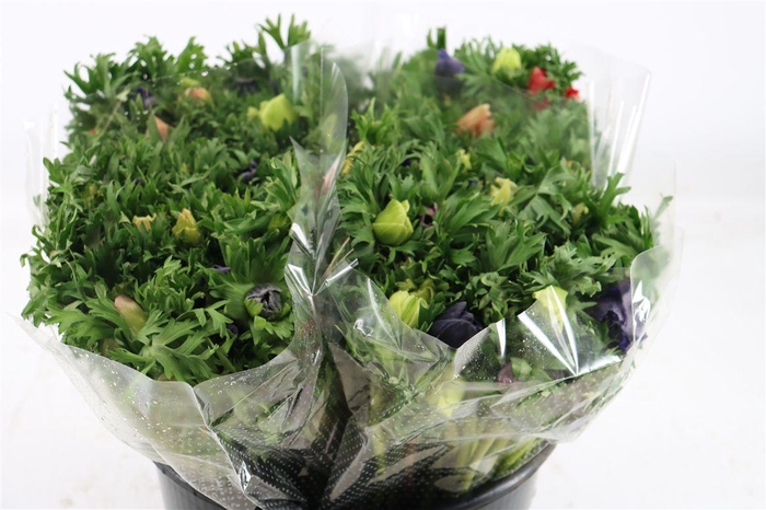 <h4>Anem Marianne Mixed</h4>