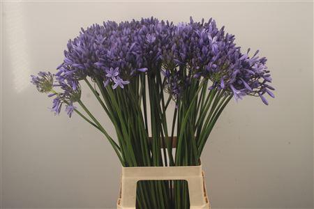 <h4>Agapanthus Dr Brouwer Blue</h4>
