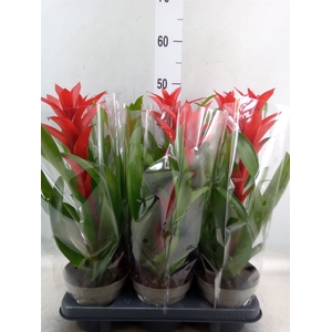 Guzmania   ...