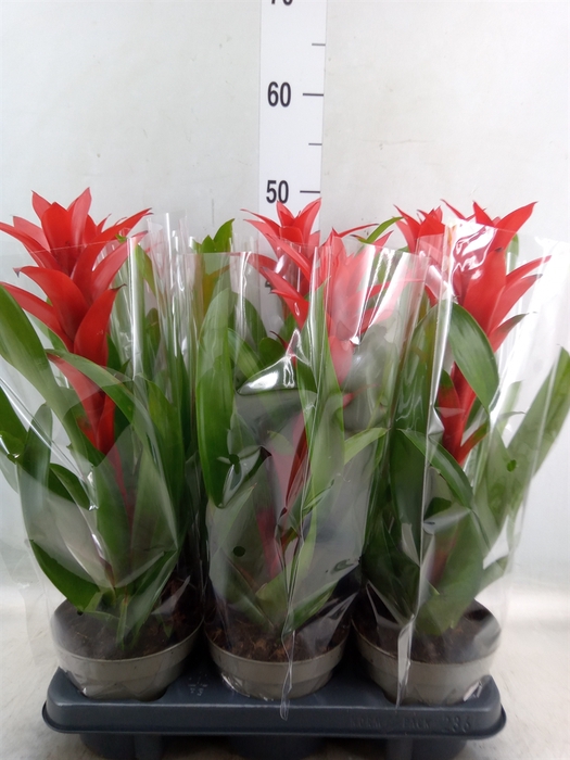 <h4>Guzmania   ...</h4>