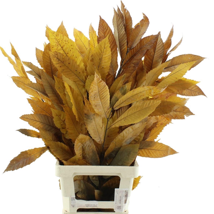 <h4>Pres Chestnut Leaf Yellow</h4>