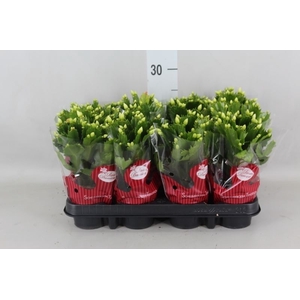 Schlumbergera   ...