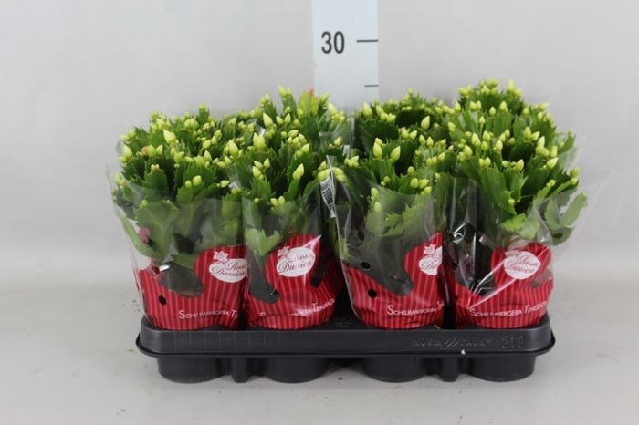 <h4>Schlumbergera   ...</h4>