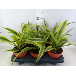 Dracaena frag. 'Compacta'