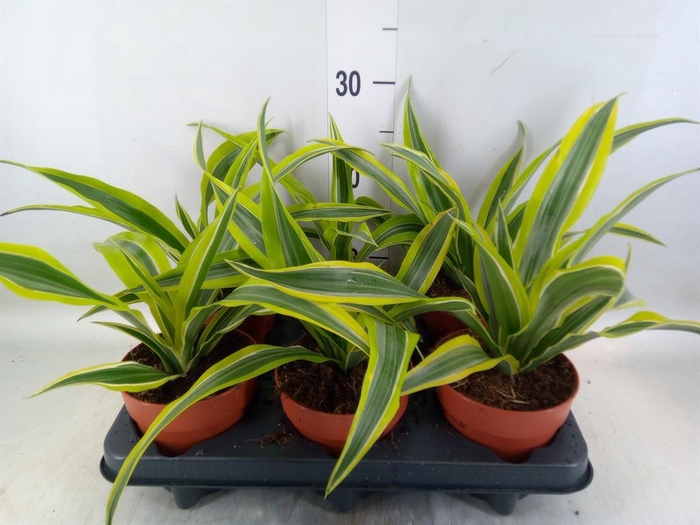 <h4>Dracaena frag. 'Compacta'</h4>