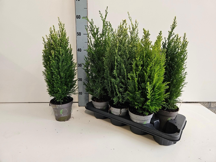 <h4>CONIFEREN GEM</h4>