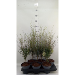 Sophora prostrata 'Little Baby'