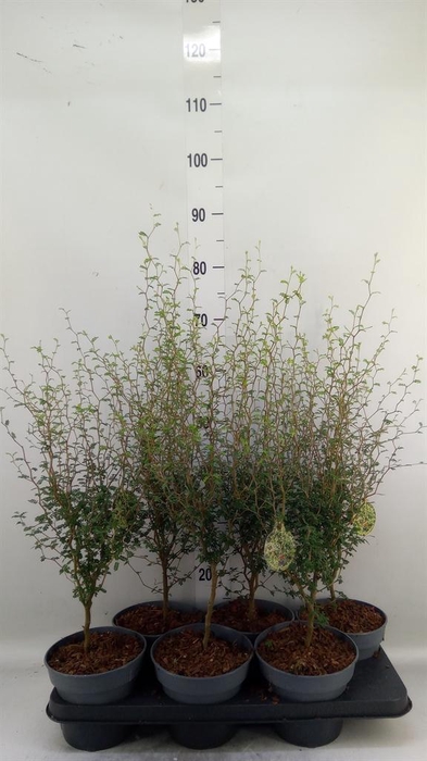 <h4>Sophora prostrata 'Little Baby'</h4>