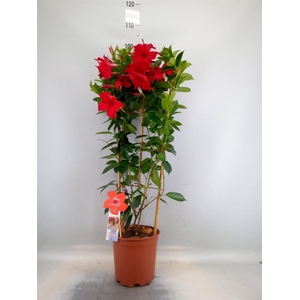 Mandevilla sand. 'SumStar Red'