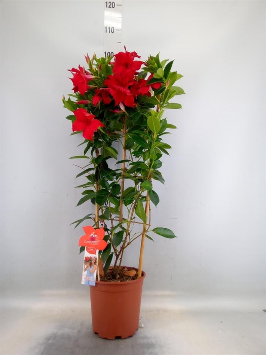 <h4>Mandevilla sand. 'SumStar Red'</h4>