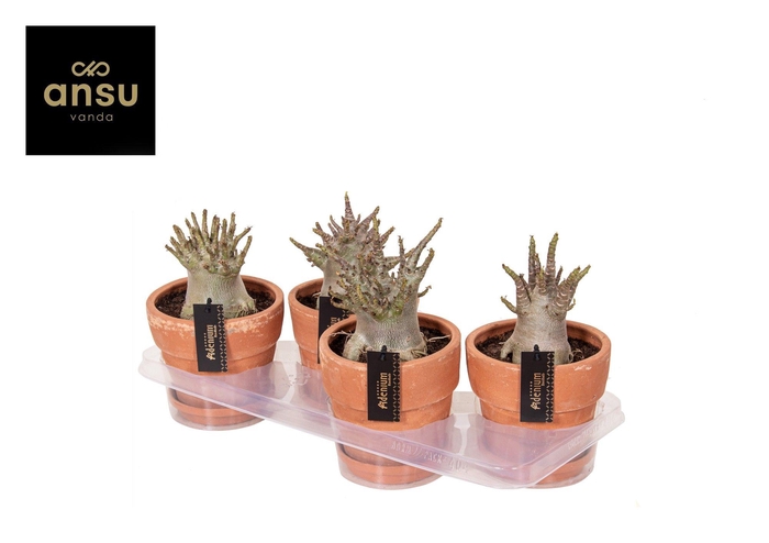 <h4>Adenium "Ansu" Baobab in Terracotta pot</h4>