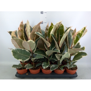 Ficus elastica 'Tineke'