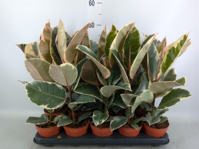 <h4>Ficus elastica 'Tineke'</h4>