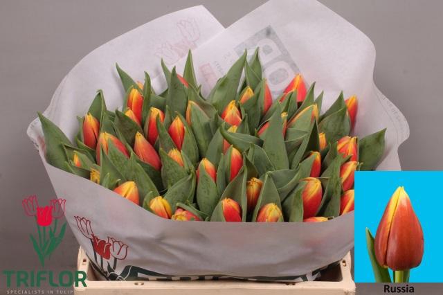 <h4>TU EN RUSSIA</h4>