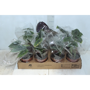 ALOCASIA P12