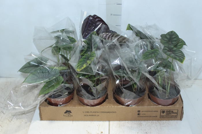 <h4>ALOCASIA P12</h4>