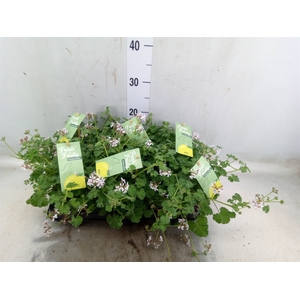 Pelargonium   ...mix smelling
