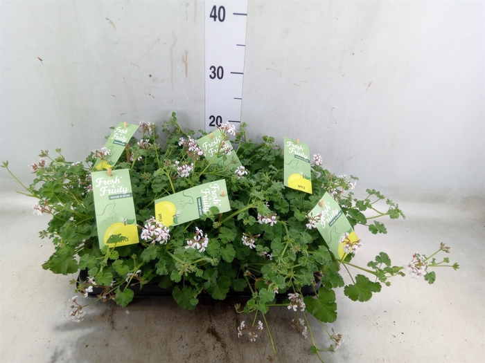 <h4>Pelargonium   ...mix smelling</h4>