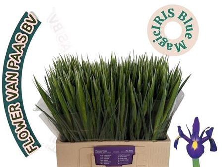 <h4>Iris Blue Magic</h4>