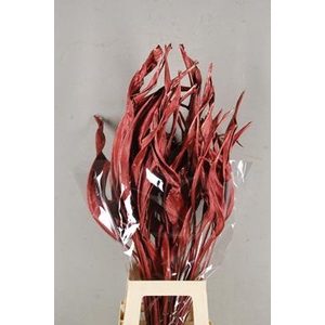 Df Strelitzia Leaf Metal Red