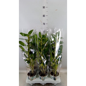 Dendrobium nob. 'StarCla Apollon'