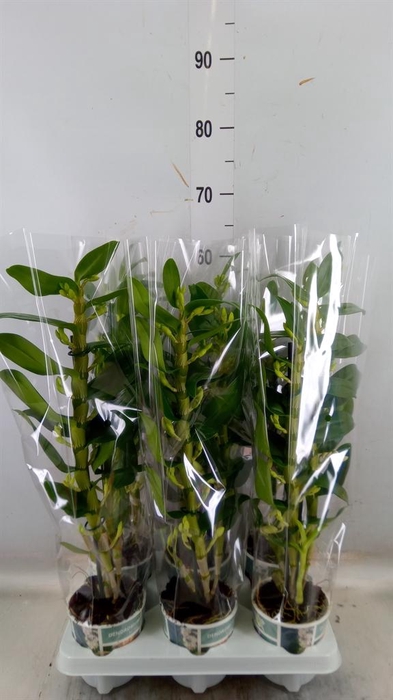 <h4>Dendrobium nob. 'StarCla Apollon'</h4>