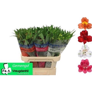 Alstoemeria gemengd in fust