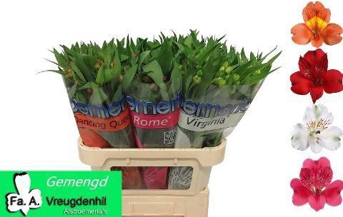 <h4>Alstoemeria gemengd in fust</h4>