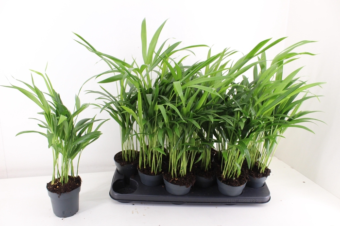 <h4>DYPSIS LUTESCENS</h4>