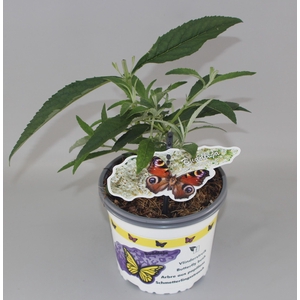 Buddleja Davidii 'White Profusion' C2