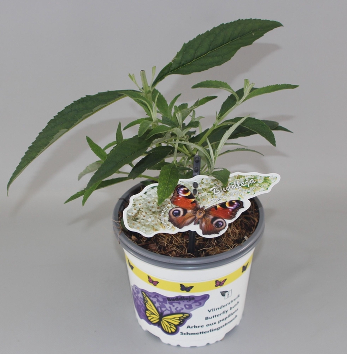 <h4>Buddleja Davidii 'White Profusion' C2</h4>
