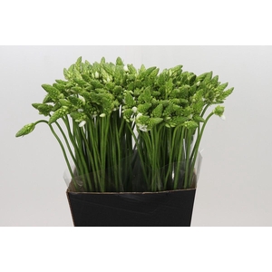 Ornithogalum Thyrsoides