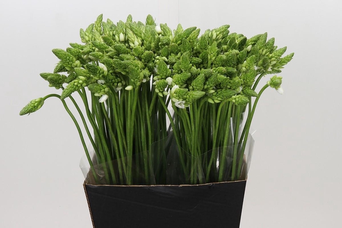 <h4>Ornithogalum Thyrsoides</h4>