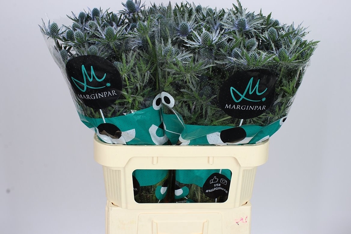 <h4>Eryngium Orion</h4>