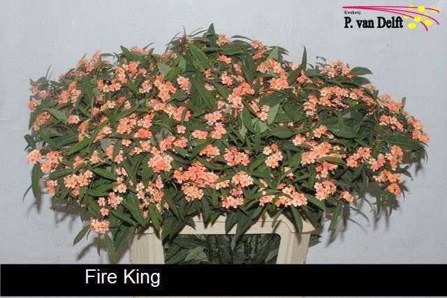 <h4>EUPH F T FIRE KING</h4>