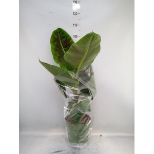 Musa 'Dwarf Cavendish'