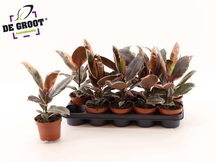 <h4>FIC EL BELIZE</h4>