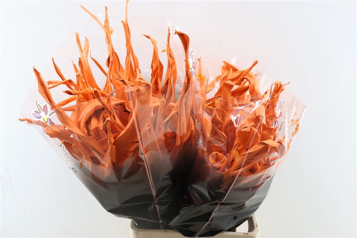Dried Strelitziablad Orange P Stem