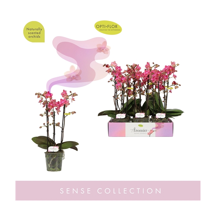 <h4>Aromio Floral 3 spike</h4>