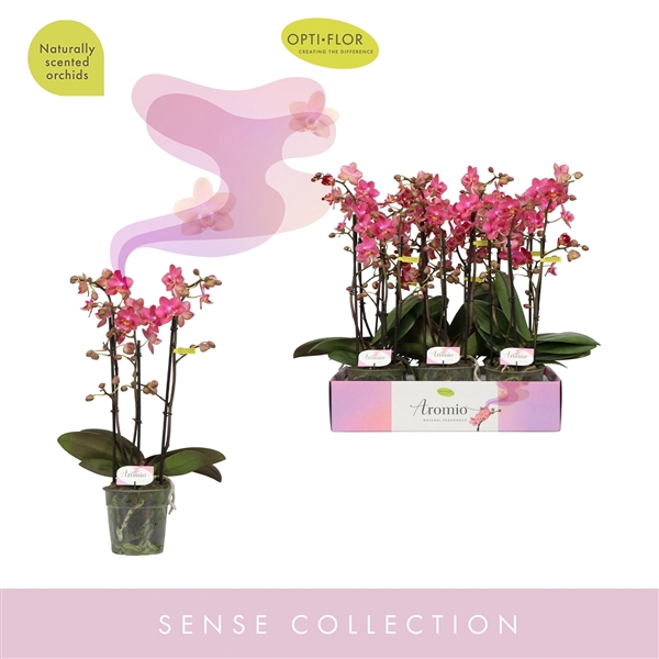 <h4>Aromio Floral 3 spike</h4>