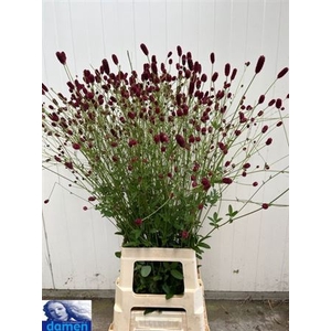 Sanguisorba Of Boavista